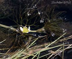 Attēlu rezultāti vaicājumam “Batrachium circinatum flower”