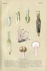 Attēlu rezultāti vaicājumam “Claviceps purpurea”