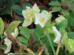 Attēlu rezultāti vaicājumam “Helleborus niger flower”
