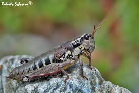 Attēlu rezultāti vaicājumam “Podisma pedestris”