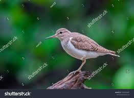 Image result for Tringa brevipes