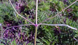 Attēlu rezultāti vaicājumam “Potentilla arenaria bud”