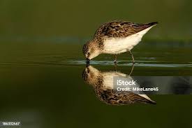 Image result for Calidris pusilla