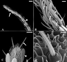 Attēlu rezultāti vaicājumam “Trichia longipalpis”