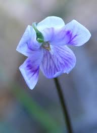Attēlu rezultāti vaicājumam “Viola collina leaf”
