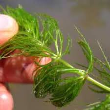 Attēlu rezultāti vaicājumam “Ceratophyllum demersum leaf”