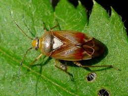 Attēlu rezultāti vaicājumam “Lygus pratensis imago”