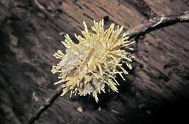 Attēlu rezultāti vaicājumam “Anomodon attenuatus sporophyte”