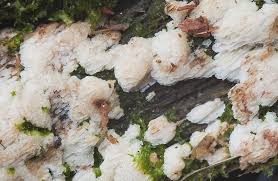 Attēlu rezultāti vaicājumam “Physisporinus sanguinolentus”