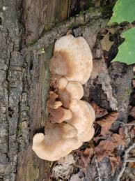 Attēlu rezultāti vaicājumam “Lentinellus ursinus”