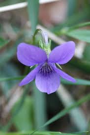 Attēlu rezultāti vaicājumam “Viola riviniana flower”