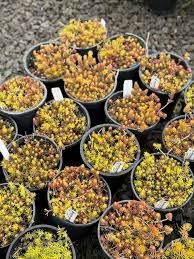 Attēlu rezultāti vaicājumam “Sedum rupestre leaf”