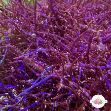 Attēlu rezultāti vaicājumam “Lycogala irregulare macro”