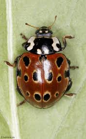 Attēlu rezultāti vaicājumam “Anatis ocellata”