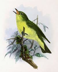 Attēlu rezultāti vaicājumam “Hippolais icterina”