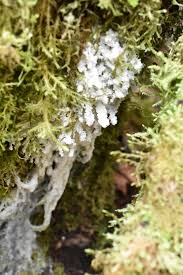 Attēlu rezultāti vaicājumam “Brefeldia maxima spores”