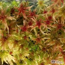 Attēlu rezultāti vaicājumam “Sphagnum quinquefarium”