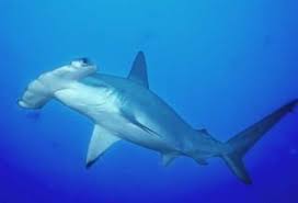 Image result for Sphyrna corona