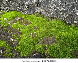 Attēlu rezultāti vaicājumam “Bryum caespiticium sporophyte”