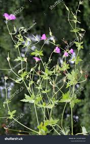 Attēlu rezultāti vaicājumam “Geranium palustre leaf”