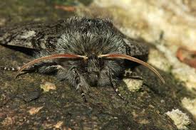 Attēlu rezultāti vaicājumam “Achlya flavicornis”