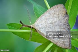 Attēlu rezultāti vaicājumam “Polypogon tentacularius male”