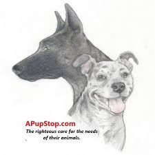 Image result for apupy