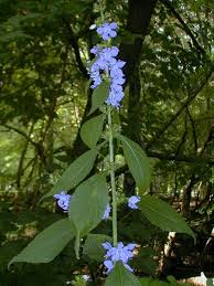 Image result for Campanula americana