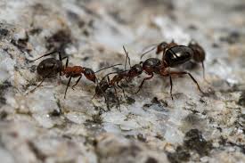 Attēlu rezultāti vaicājumam “Formica rufa pupa”