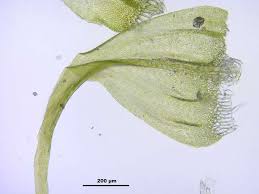 Attēlu rezultāti vaicājumam “Palustriella”