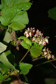 Attēlu rezultāti vaicājumam “Fagopyrum esculentum flower”