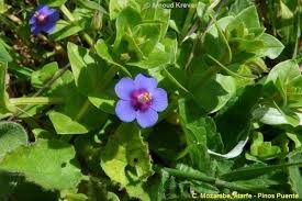Attēlu rezultāti vaicājumam “Anagallis arvensis”