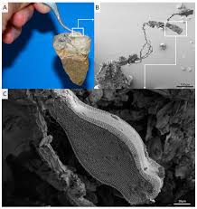 Attēlu rezultāti vaicājumam “Didymium aggregatum macro”