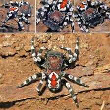 Attēlu rezultāti vaicājumam “Aranei”