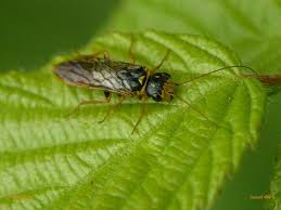 Attēlu rezultāti vaicājumam “Acantholyda posticalis”