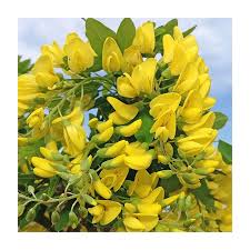 Attēlu rezultāti vaicājumam “Laburnum alpinum flower”