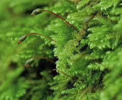 Attēlu rezultāti vaicājumam “Ctenidium molluscum”