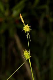 Attēlu rezultāti vaicājumam “Carex viridula flower”