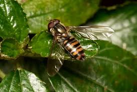 Attēlu rezultāti vaicājumam “Episyrphus balteatus”