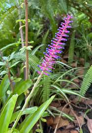 Attēlu rezultāti vaicājumam “Willkommlangea reticulata young”