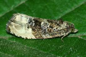 Attēlu rezultāti vaicājumam “Hedya nubiferana”