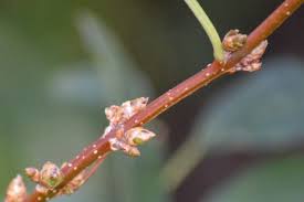 Attēlu rezultāti vaicājumam “Forsythia intermedia”