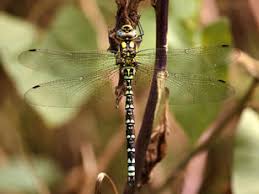 Attēlu rezultāti vaicājumam “Aeshnidae”