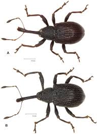 Attēlu rezultāti vaicājumam “Anthonomus phyllocola”