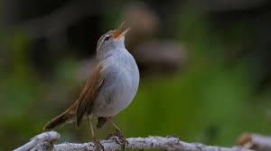 Image result for Cettia cetti