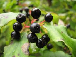 Attēlu rezultāti vaicājumam “Cornus sanguinea fruit”