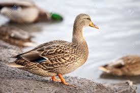 Attēlu rezultāti vaicājumam “Anas platyrhynchos female”