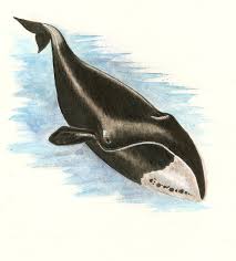 Image result for Eubalaena glacialis