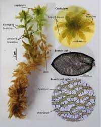 Attēlu rezultāti vaicājumam “Sphagnum”