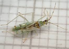 Attēlu rezultāti vaicājumam “Dicyphus sp.”